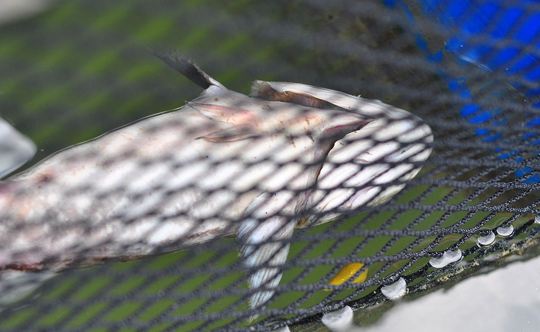 dem ca chet ra quoc lo anh 3