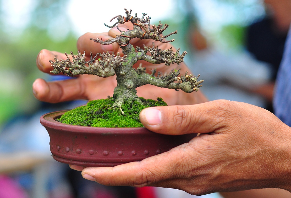 Cay canh tien ty quy tu trong hoi cho chi de choi khong ban hinh anh