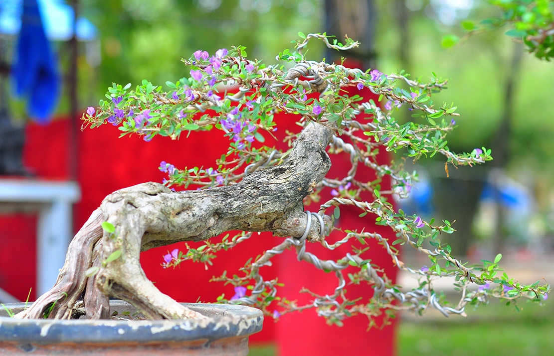 Cay canh tien ty trong cho phien sinh vat canh hinh anh