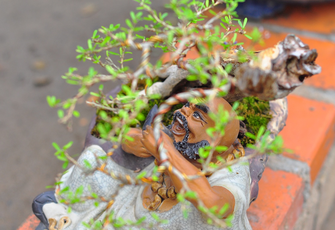 cay canh tien ty o Dong Nai anh 9