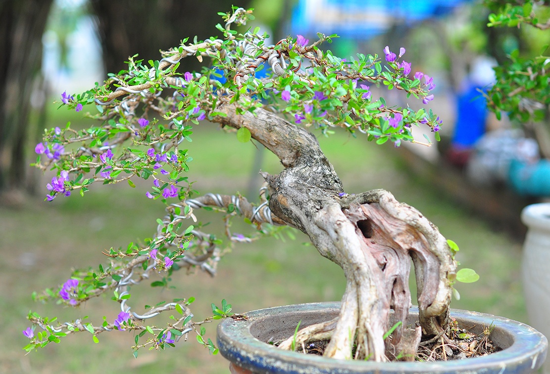 cay canh tien ty o Dong Nai anh 10