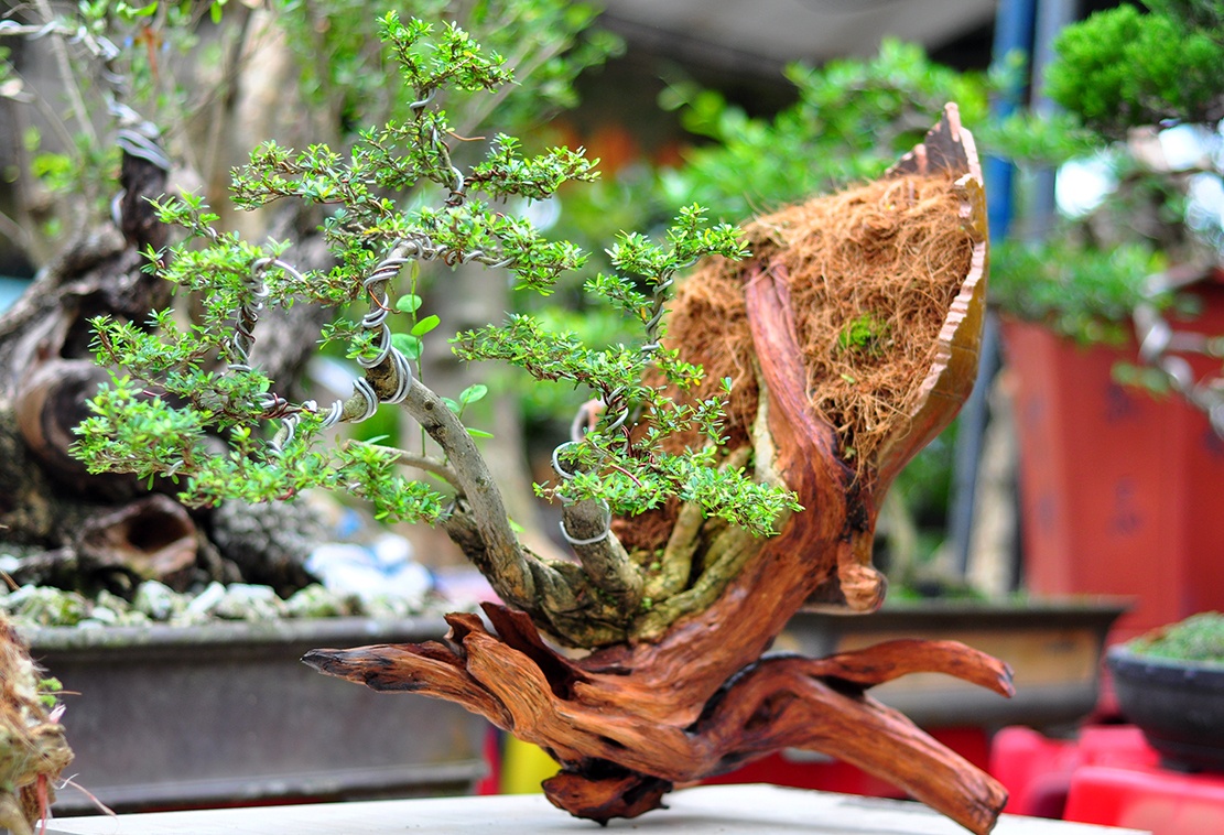 cay canh tien ty o Dong Nai anh 11