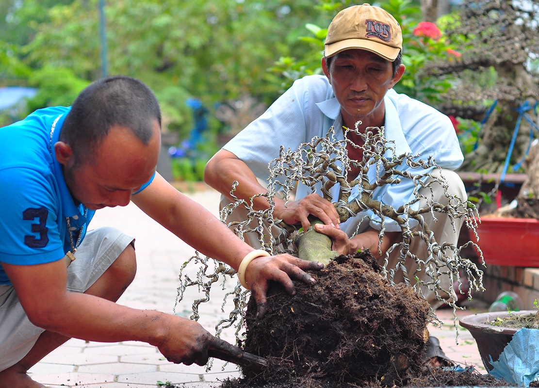 cay canh tien ty o Dong Nai anh 12