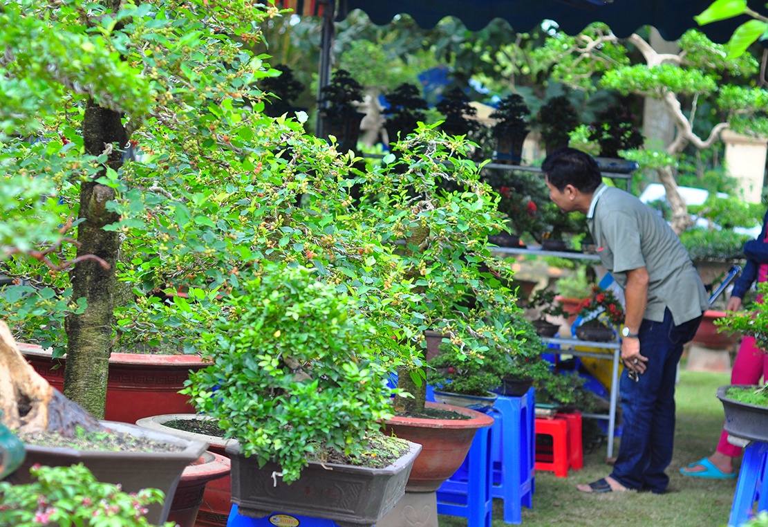 cay canh tien ty o Dong Nai anh 13