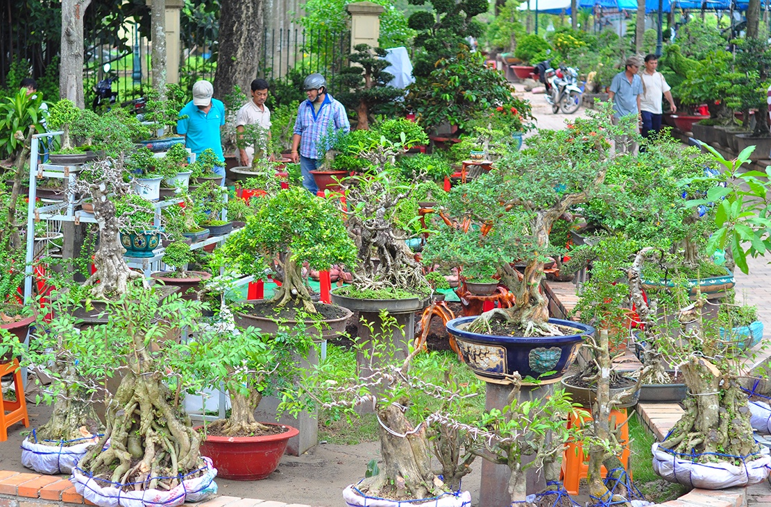 cay canh tien ty o Dong Nai anh 1