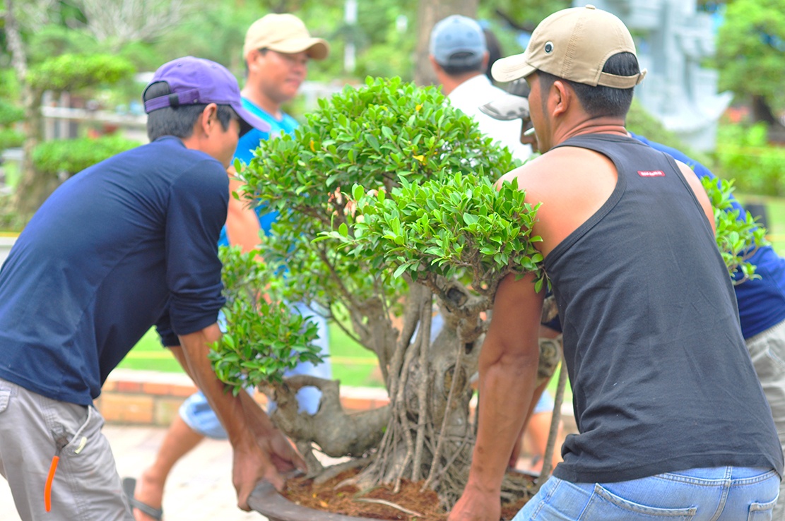 cay canh tien ty o Dong Nai anh 2