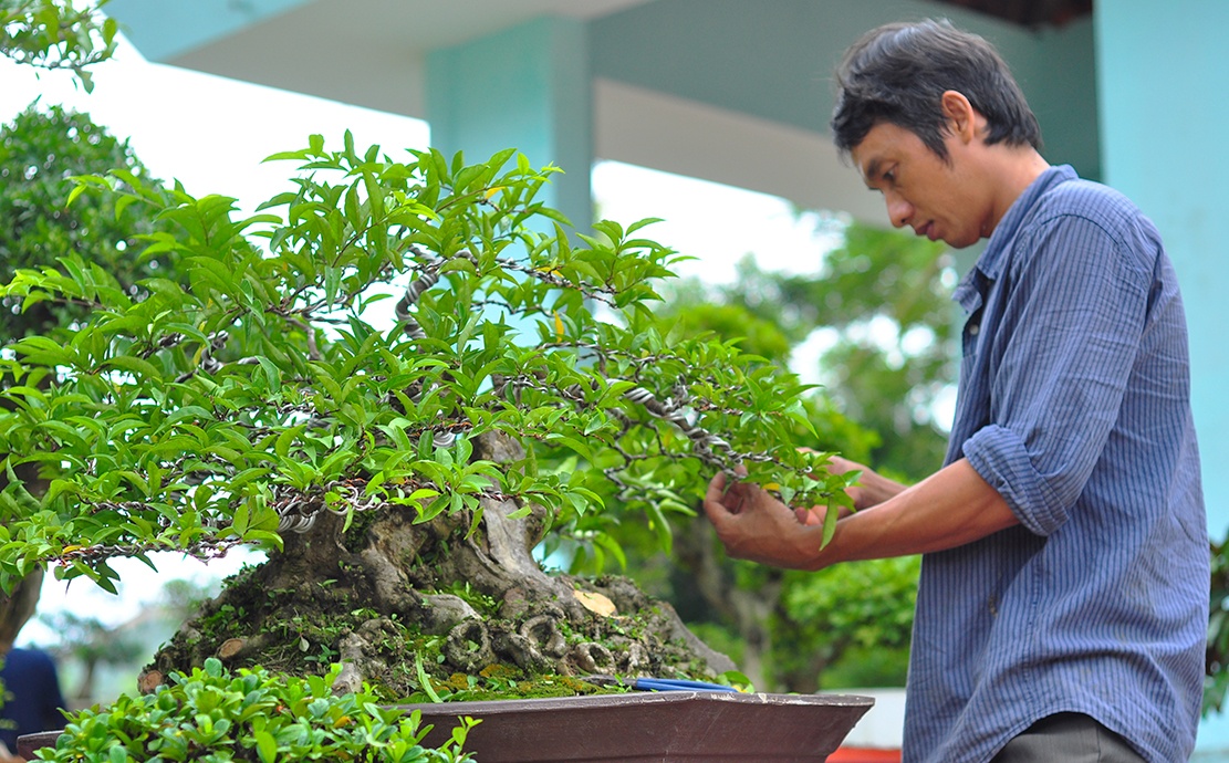 cay canh tien ty o Dong Nai anh 3