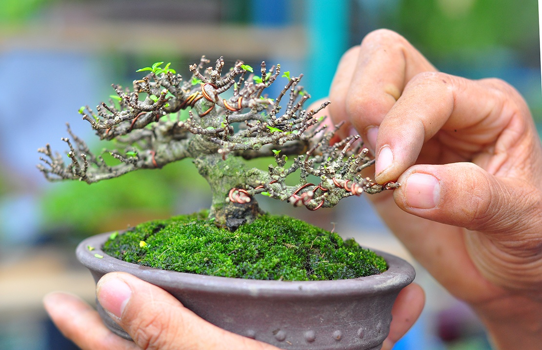 cay canh tien ty o Dong Nai anh 4