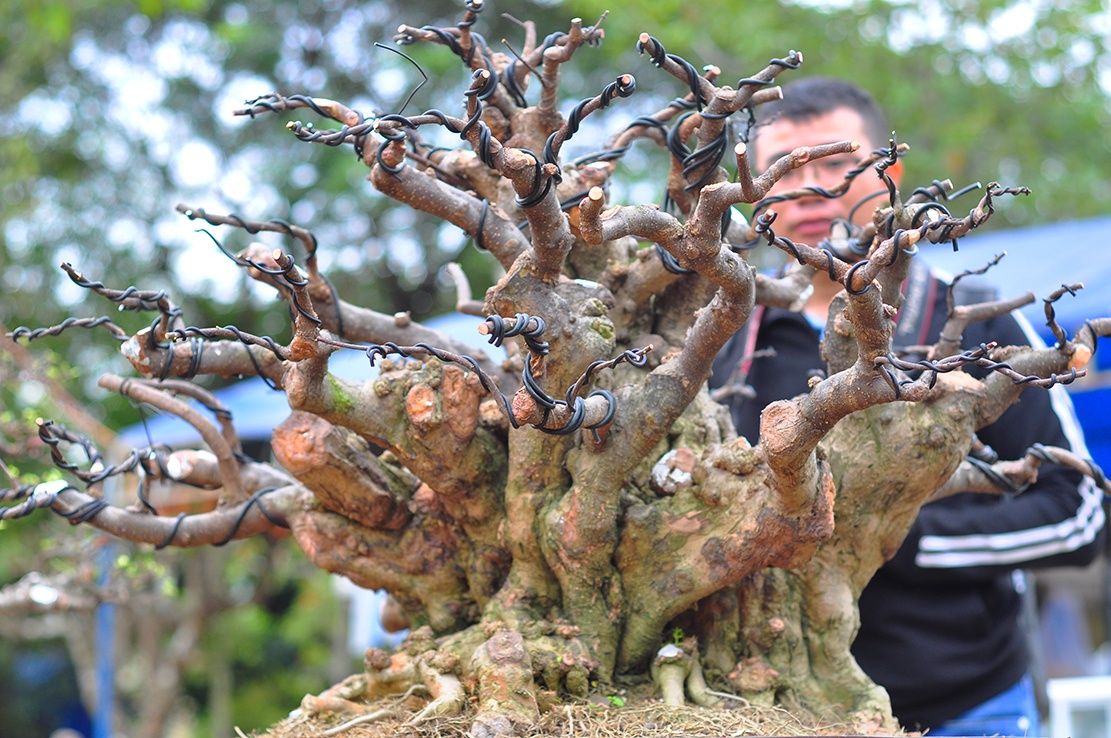 cay canh tien ty o Dong Nai anh 6