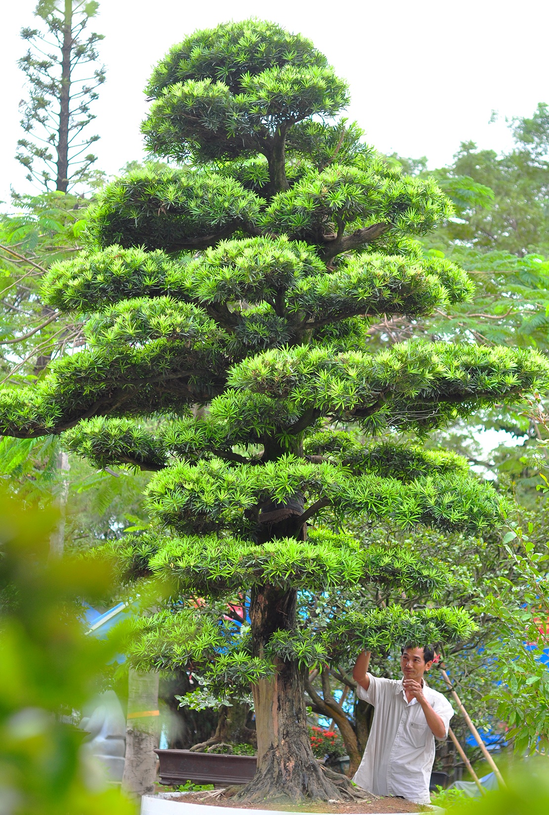 cay canh tien ty o Dong Nai anh 7