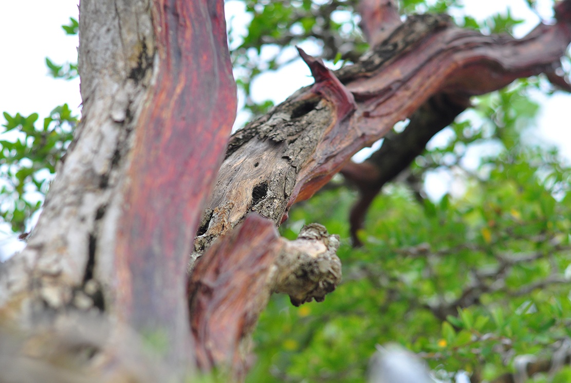 cay canh tien ty o Dong Nai anh 8