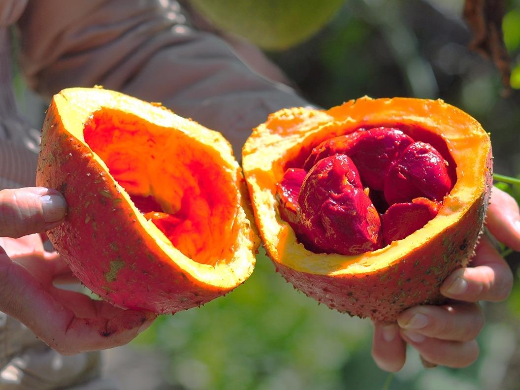 Lam giau bat ngo voi vuon gac tren nui da ong hinh anh