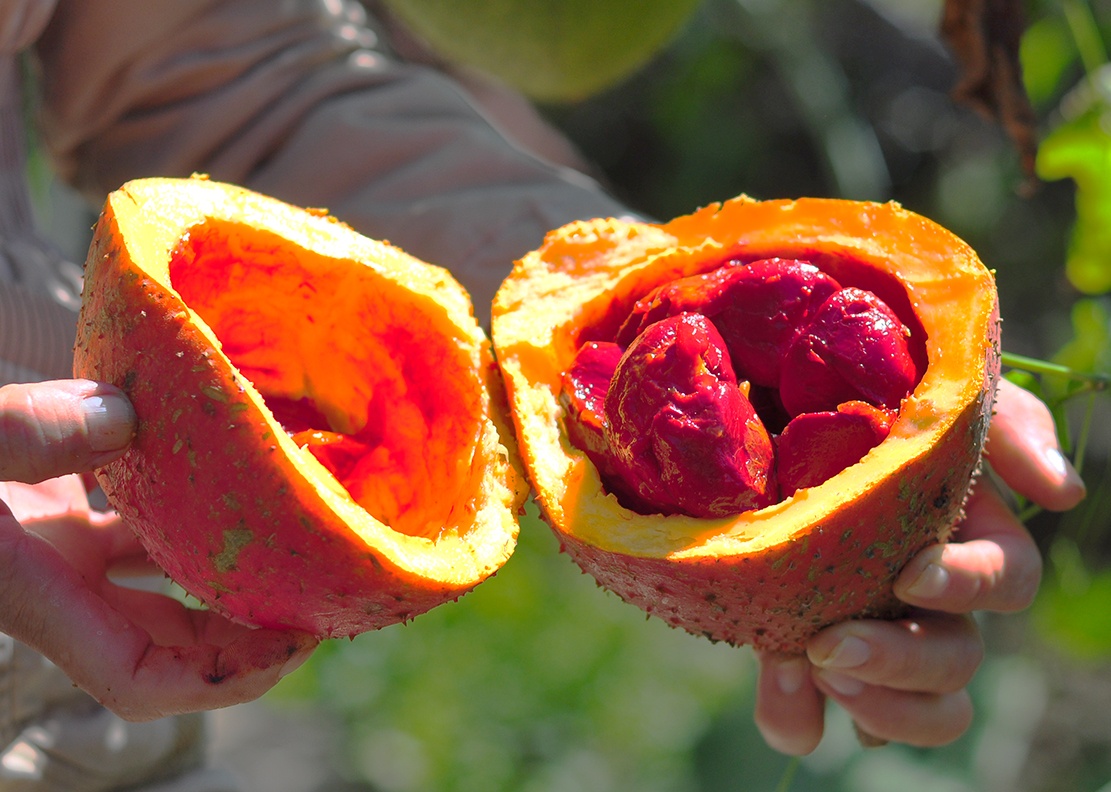 vuon gac tren nui da ong anh 10