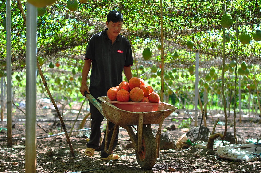 vuon gac tren nui da ong anh 11