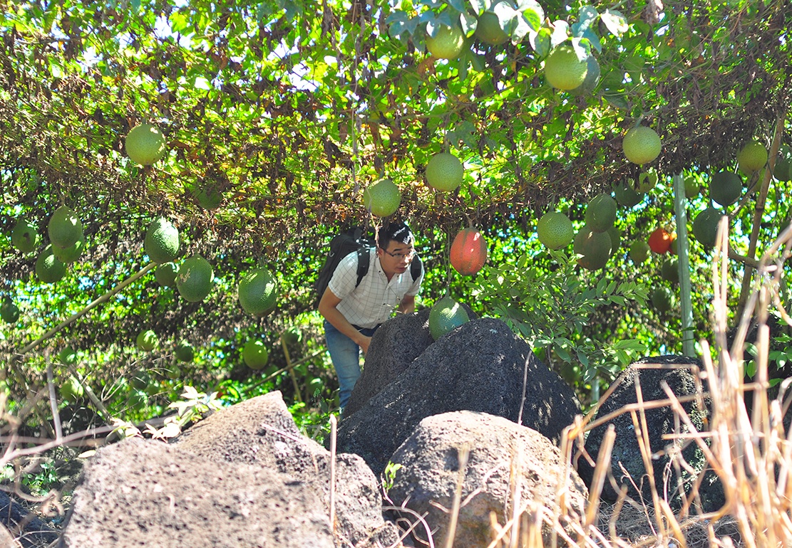 vuon gac tren nui da ong anh 12