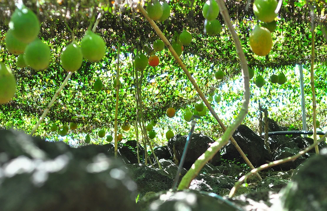 vuon gac tren nui da ong anh 1