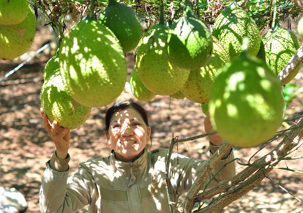 vuon gac tren nui da ong anh 2