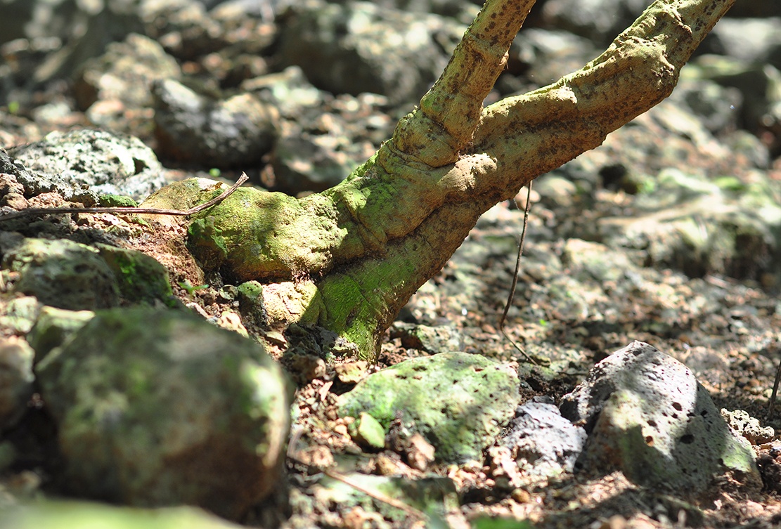 vuon gac tren nui da ong anh 3