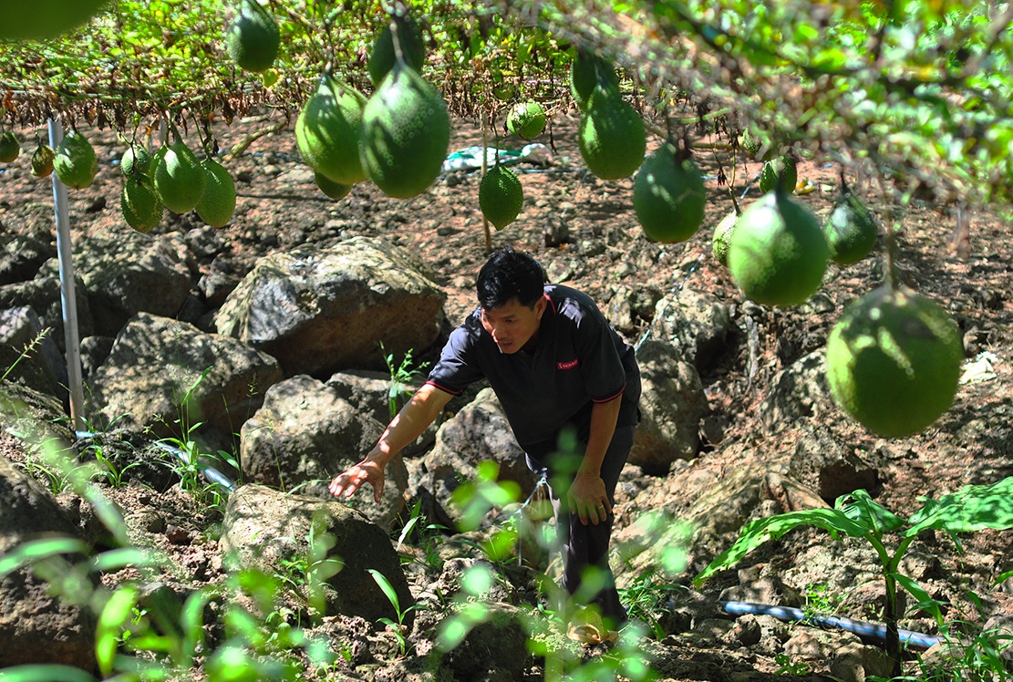 vuon gac tren nui da ong anh 4