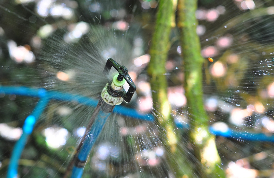 vuon gac tren nui da ong anh 6