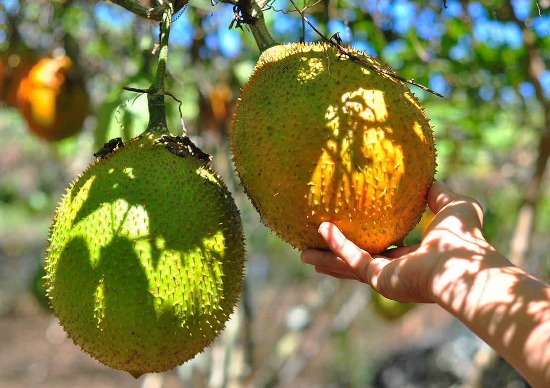 vuon gac tren nui da ong anh 7