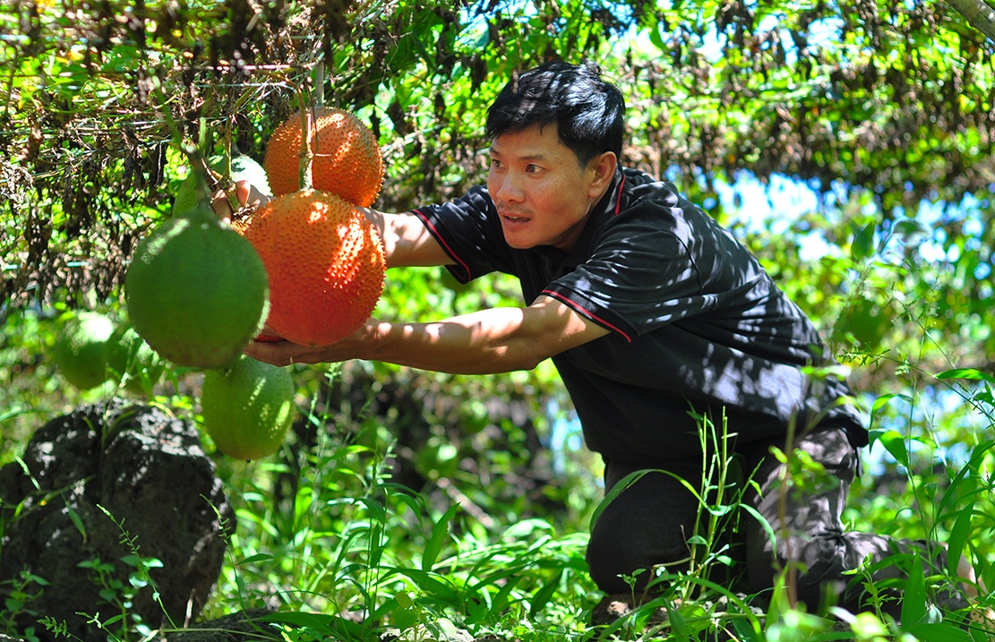 vuon gac tren nui da ong anh 8