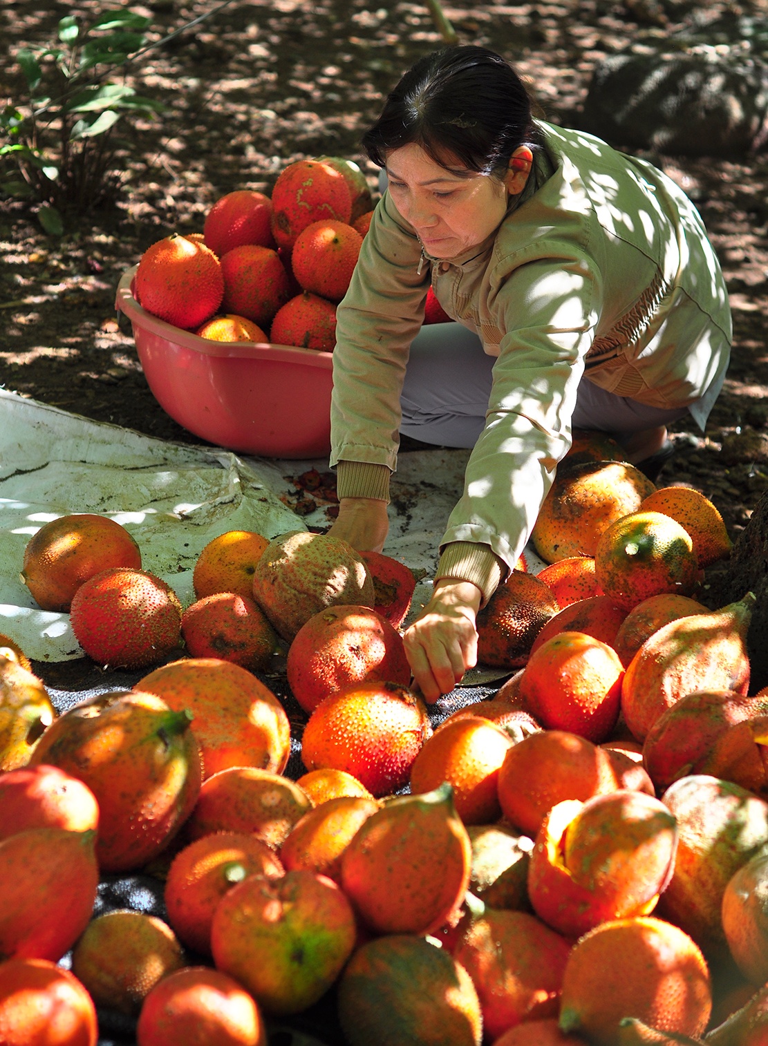 vuon gac tren nui da ong anh 9