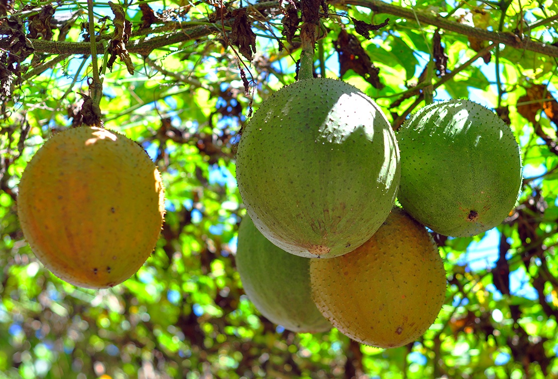 Gac triu qua tren suon nui da ong hinh anh