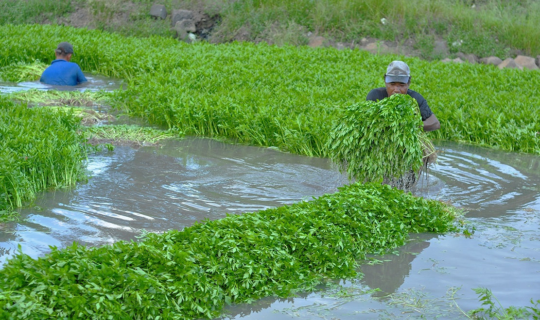 Ngam minh duoi nuoc lam thue anh 2