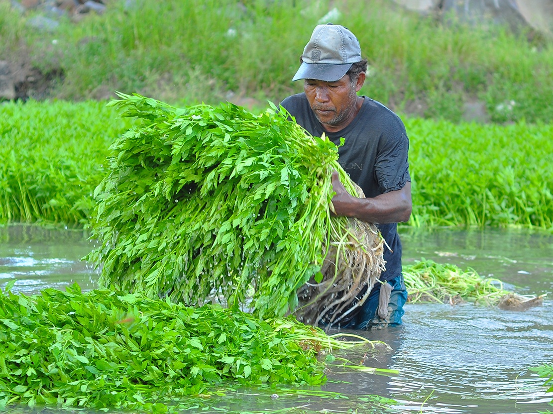 Ngam minh duoi nuoc hai rau thue hinh anh