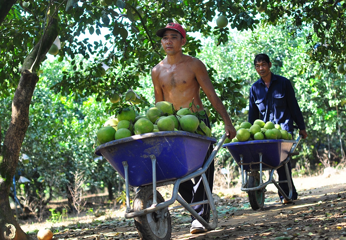 vuon buoi tien ty anh 11