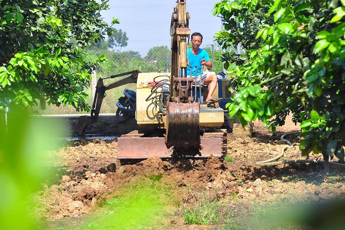 vuon buoi tien ty anh 12