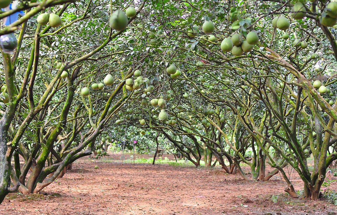 vuon buoi tien ty anh 1