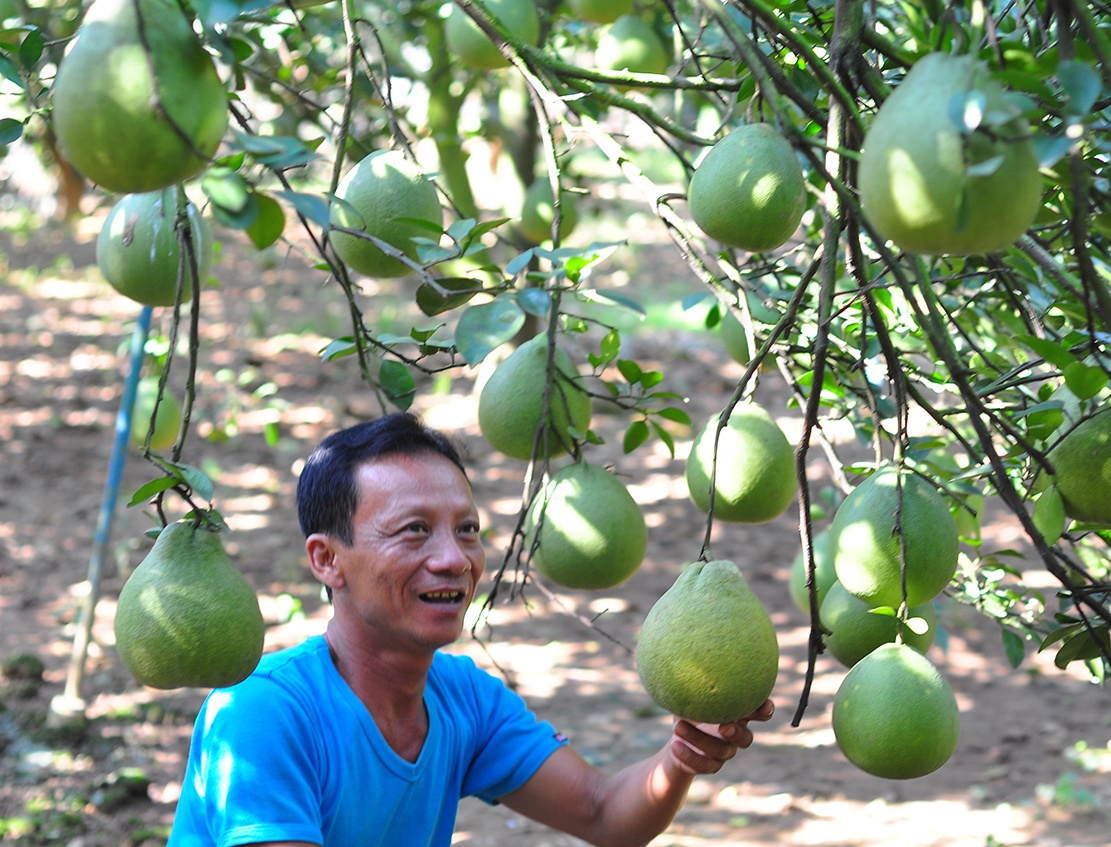 vuon buoi tien ty anh 2