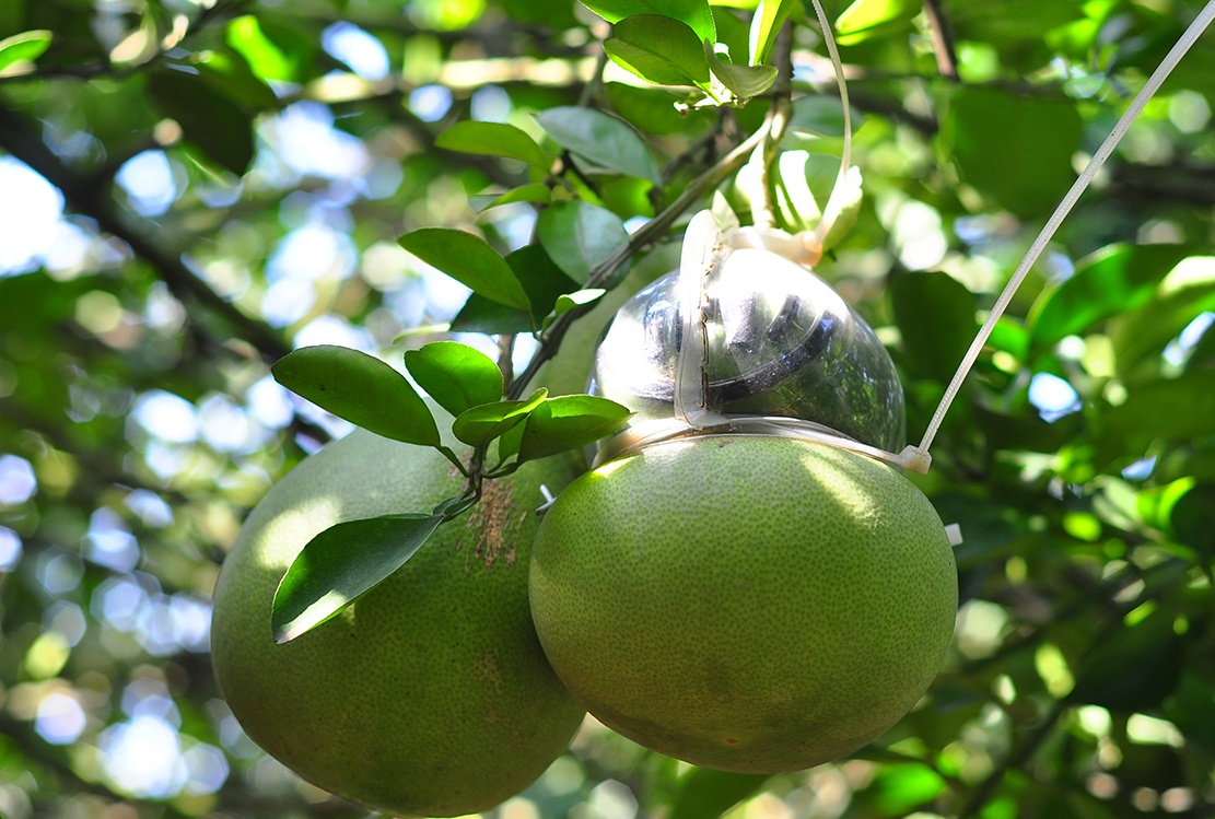 vuon buoi tien ty anh 3