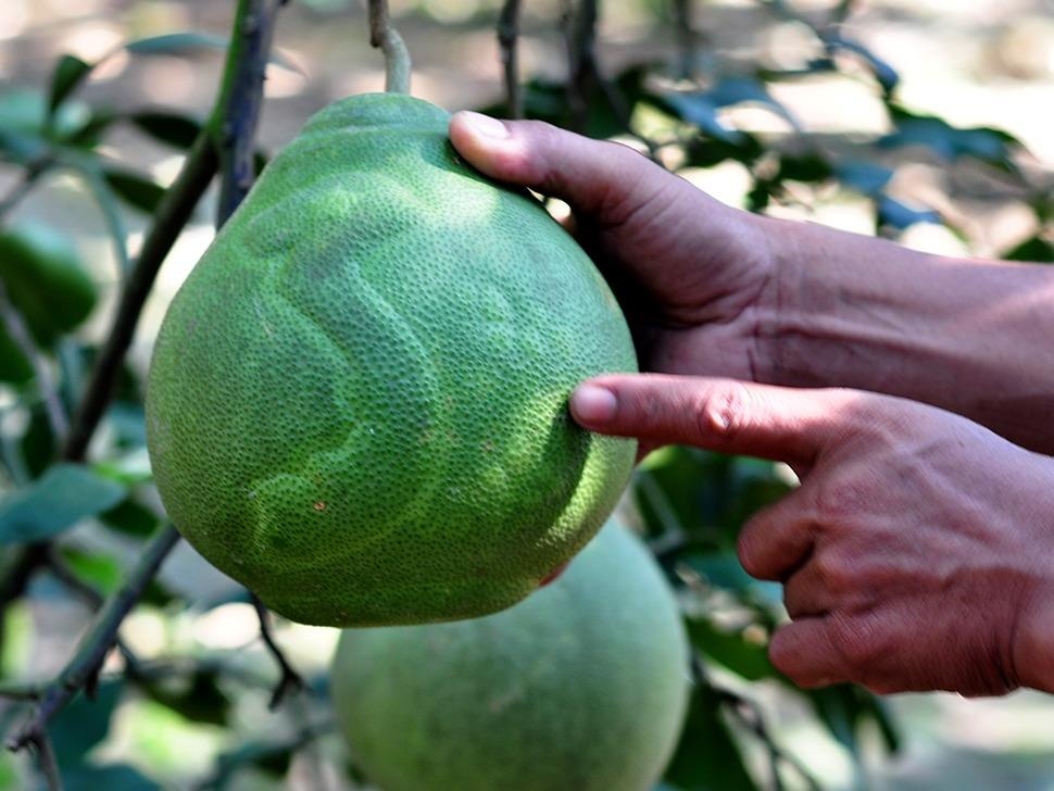 Nong dan lai tren 1 ty moi nam tu vuon buoi dac san hinh anh