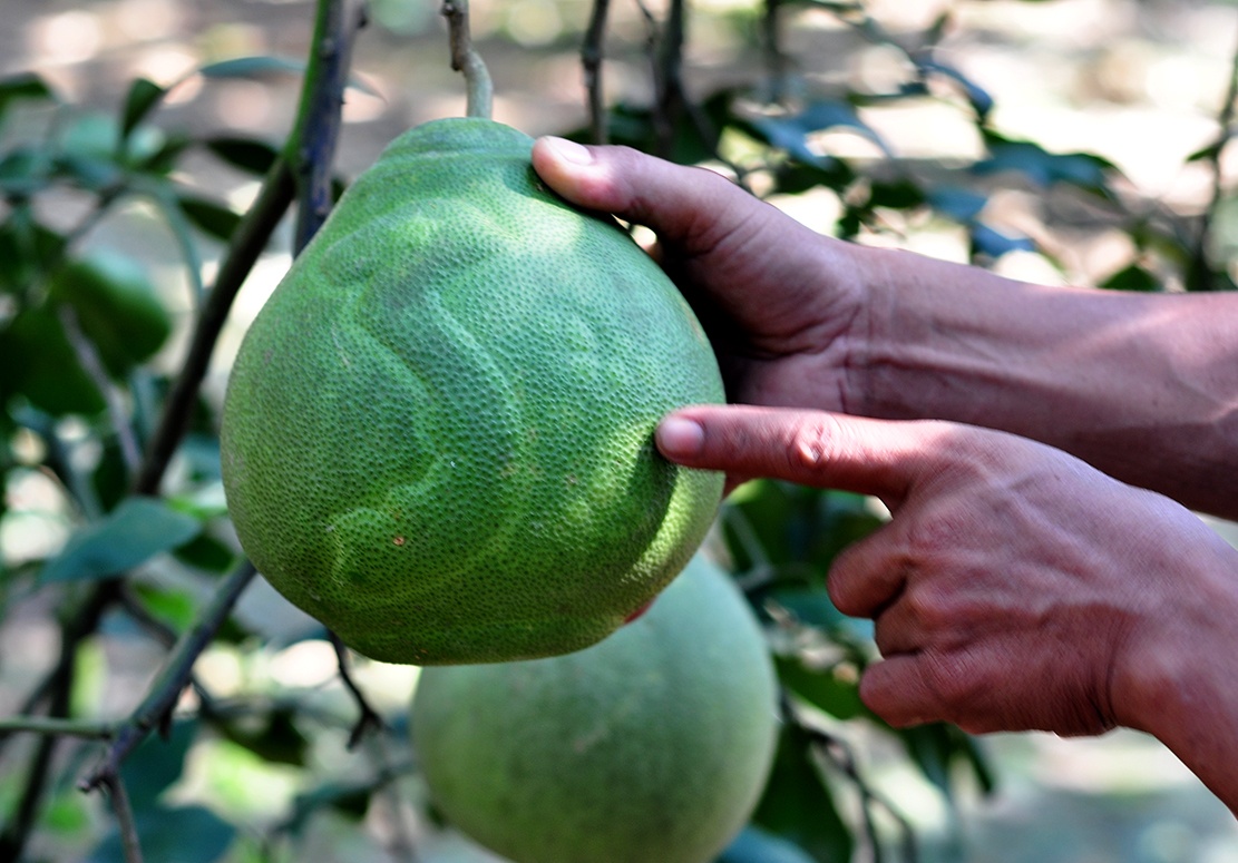 vuon buoi tien ty anh 4