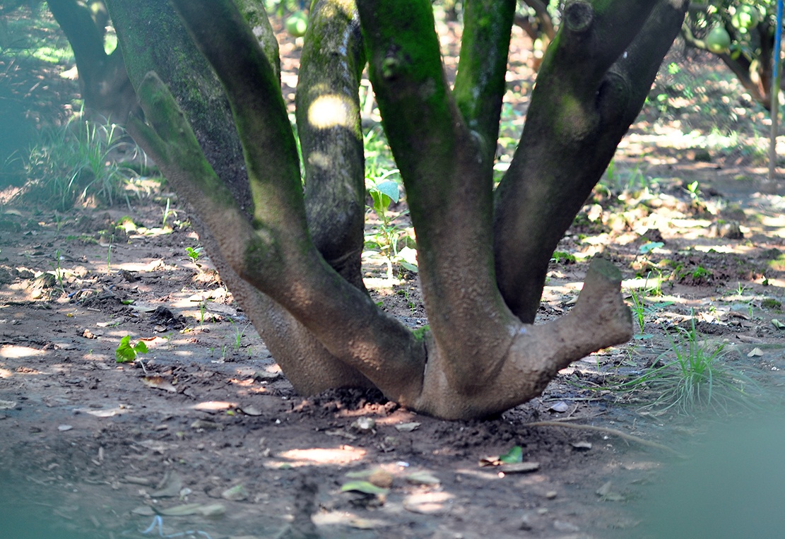 vuon buoi tien ty anh 5