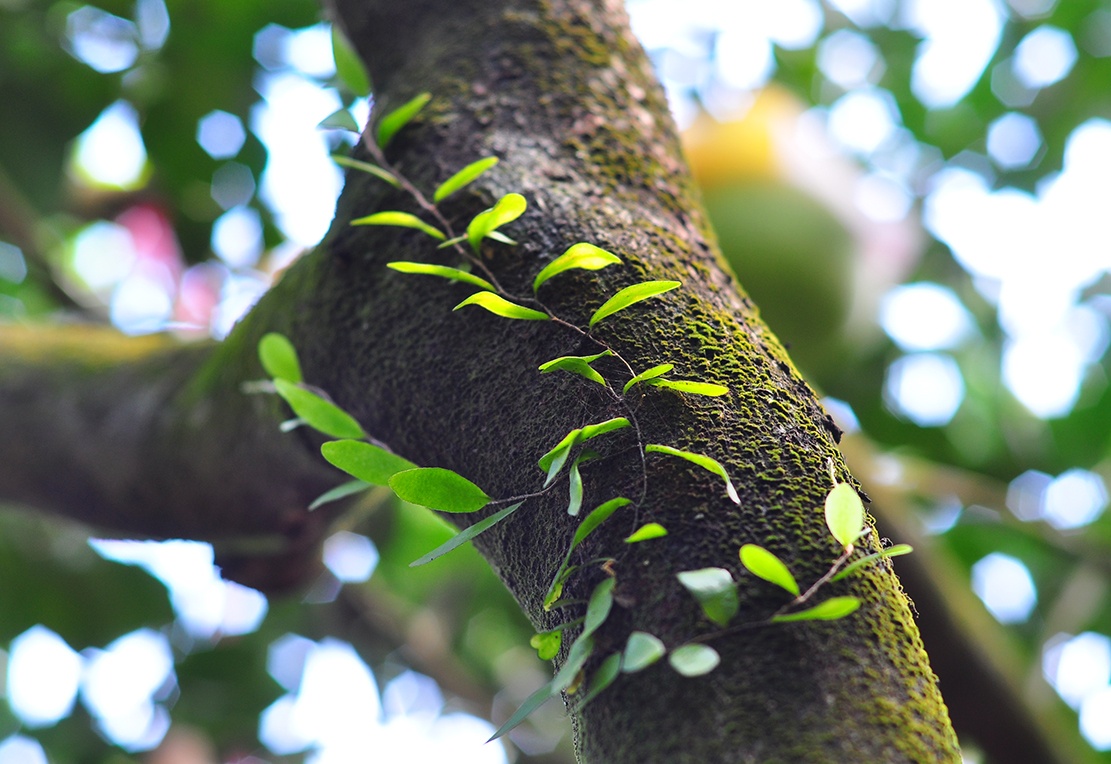 vuon buoi tien ty anh 6