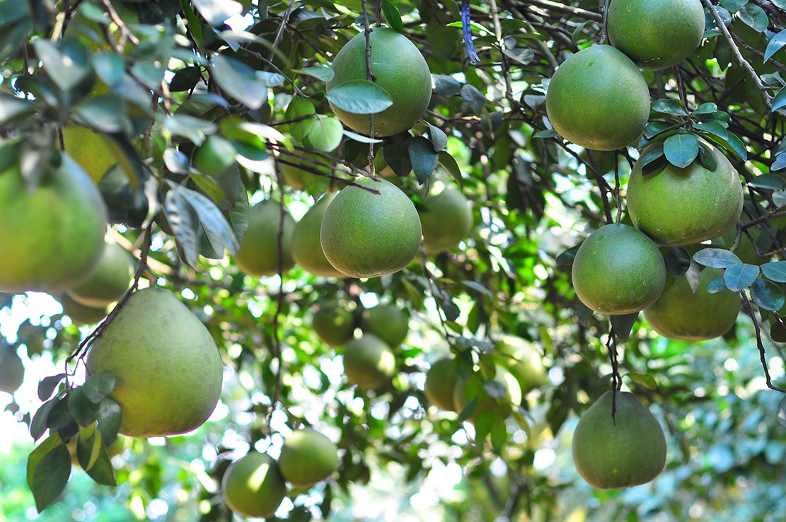 Vuon buoi triu qua cua nong dan Dong Nai hinh anh