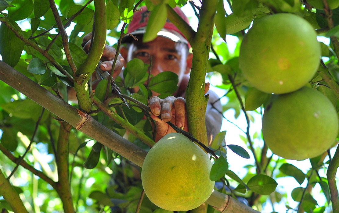 vuon buoi tien ty anh 8