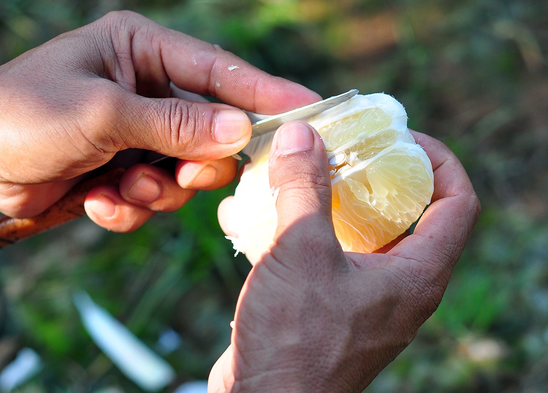 vuon buoi tien ty anh 9