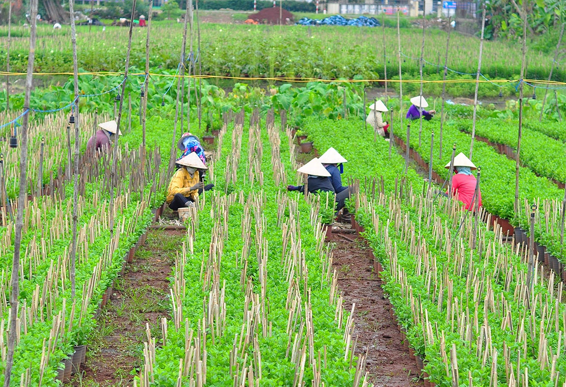 phu nu lam thue anh 11