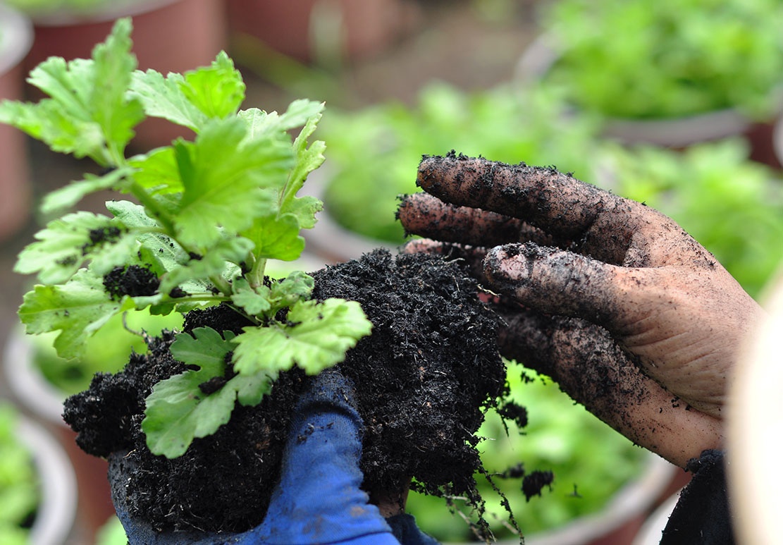phu nu lam thue anh 4