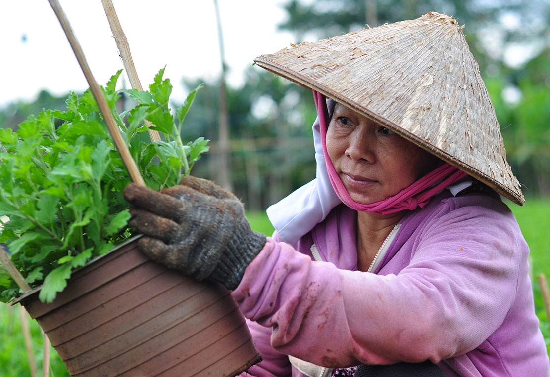 Phu nu ngheo do ve dong hoa lam thue, kiem tien lo Tet hinh anh