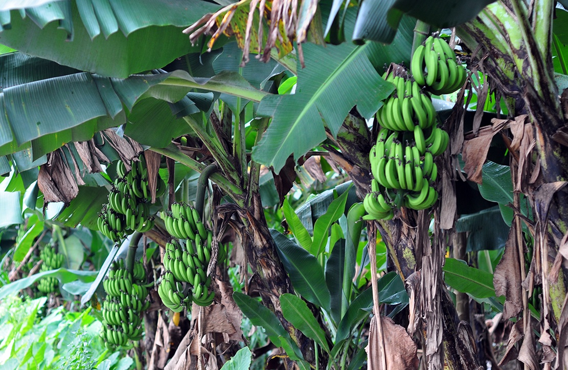 mua chuoi tren nui da anh 4
