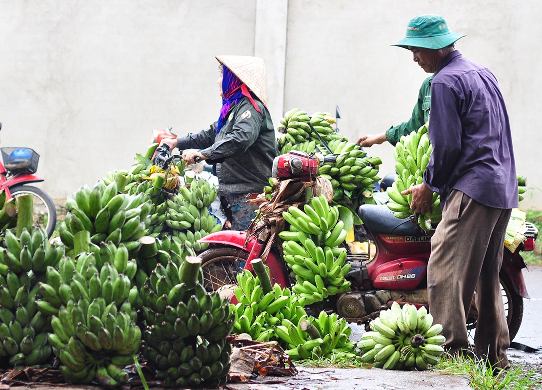 Vuon chuoi tren nui da hinh anh