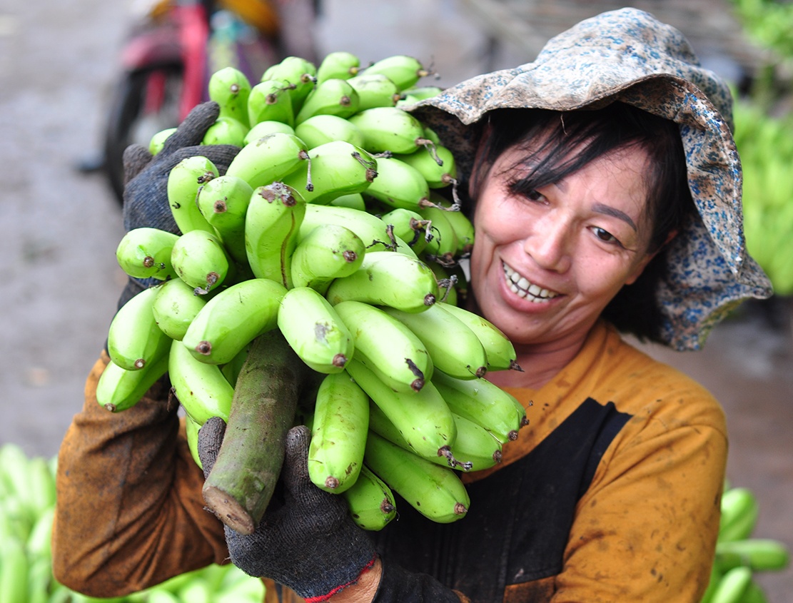 Mua thu hoach tren nui da o 'vuong quoc chuoi' hinh anh