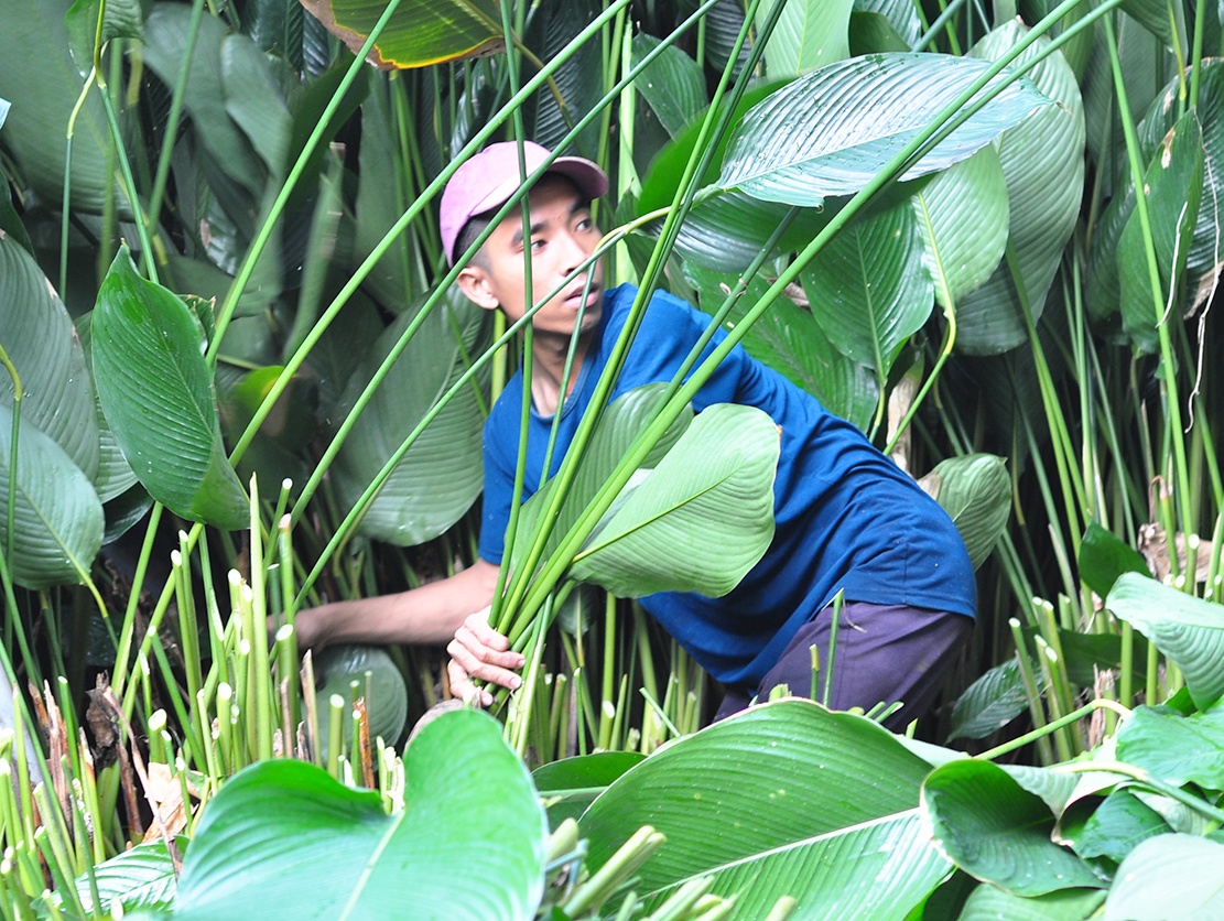 Tat bat thu la dong phuc vu Tet hinh anh