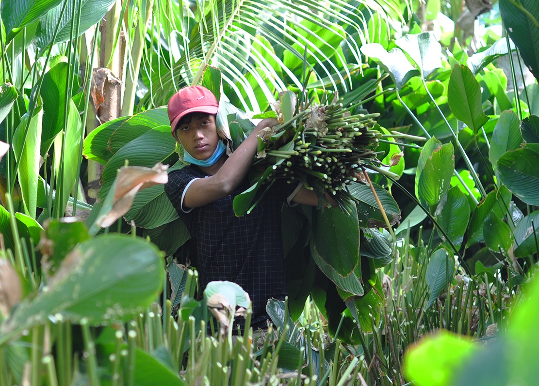 Vung trong la dong lon nhat Dong Nai hoi ha thu hoach Tet hinh anh